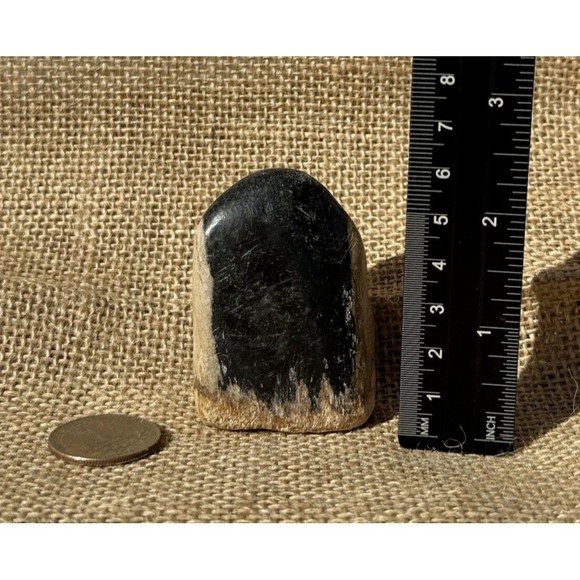 Petrified Wood From Indonesia 2.5" - Picture 2 of 12